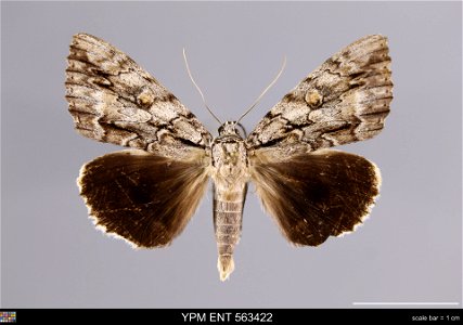 Yale Peabody Museum, Entomology Division
Catalog #: YPM ENT 563422
Taxon: Catocala retecta Grote (dorsal)
Family: Erebidae
Taxon Remarks: Animals and Plants: Invertebrates - Insects
Collector: Lawrenc