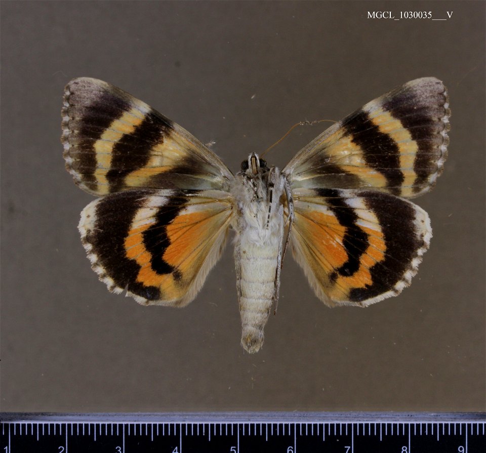 Florida Museum of Natural History, McGuire Center for Lepidoptera and Biodiversity
Catalog #: MGCL_1030035
Taxon: Catocala ilia (Cramer, 1776) (ventral)
Family: Erebidae
Collector: Kral, T
Date: 1981-