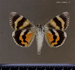 Florida Museum of Natural History, McGuire Center for Lepidoptera and Biodiversity
Catalog #: MGCL_1030035
Taxon: Catocala ilia (Cramer, 1776) (ventral)
Family: Erebidae
Collector: Kral, T
Date: 1981-
