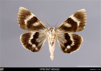 Yale Peabody Museum, Entomology Division
Catalog #: YPM ENT 563422
Taxon: Catocala retecta Grote (ventral)
Family: Erebidae
Taxon Remarks: Animals and Plants: Invertebrates - Insects
Collector: Lawren