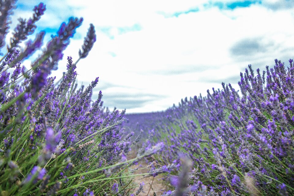 Lavender flower landscape