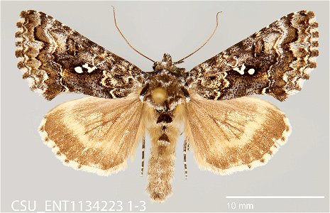 C.P. Gillette Museum of Arthropod Diversity Catalog #: CSU_ENT1134223 Taxon: Syngrapha abstrusa Eichlin and Cunningham Family: Noctuidae Collector: G. Hensel Date: 2008-07-12 Locality: Canada, Qu photo
