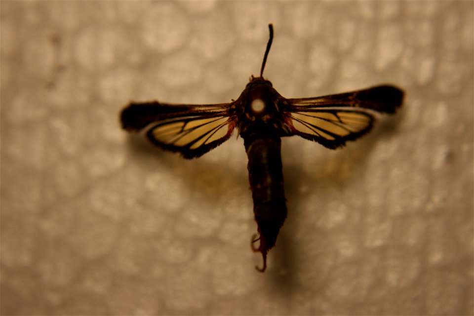 A Paranthrene dollii in the Hough collection, caught July 29th, 2007.