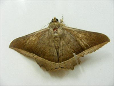 Thanks Alka Vaidya for id
