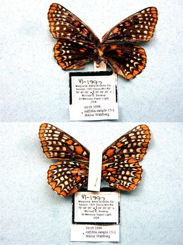 UNITED STATES OF AMERICA.  Severn, Anne Arundle Co., MD,    <a href="http://nymphalidae.utu.fi/story.php?code=NW13-2" rel="nofollow">nymphalidae.utu.fi/story.php?code=NW13-2</a>