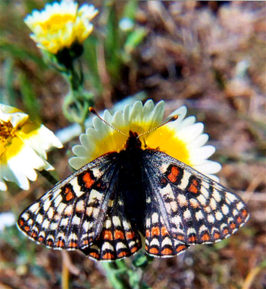 Image title: Bay checkerspot butterfly bay checkerspot butterfly Image from Public domain images website, http://www.public-domain-image.com/full-image/fauna-animals-public-domain-images-pictures/inse photo