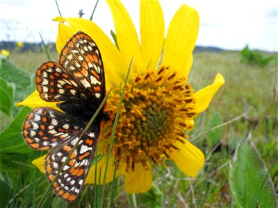 Image title: Taylor checkerspot butterfly on yellowish flower euphydryas editha taylori Image from Public domain images website, http://www.public-domain-image.com/full-image/fauna-animals-public-doma photo