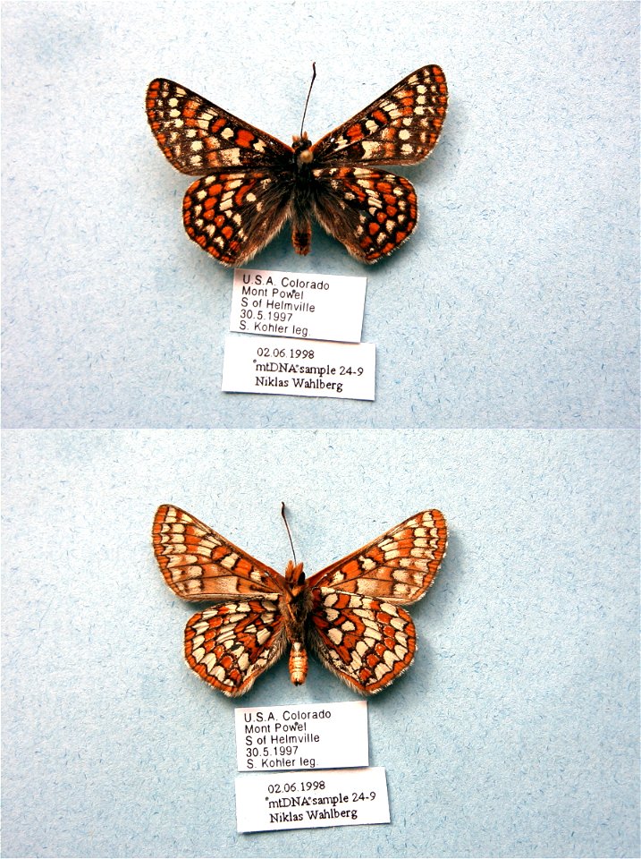 UNITED STATES OF AMERICA.  Helmville, Powell Co., MT,  AnnEntSocAm 2000,   <a href="http://nymphalidae.utu.fi/story.php?code=NW24-9" rel="nofollow">nymphalidae.utu.fi/story.php?code=NW24-9</a