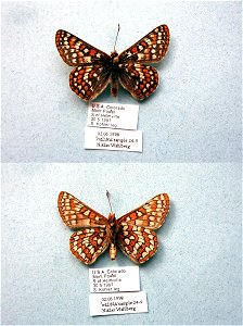 UNITED STATES OF AMERICA.  Helmville, Powell Co., MT,  AnnEntSocAm 2000,   <a href="http://nymphalidae.utu.fi/story.php?code=NW24-9" rel="nofollow">nymphalidae.utu.fi/story.php?code=NW24-9</a