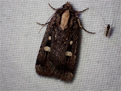 Abagrotis glenni. Species of insect. photo