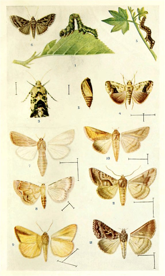 Picture from book Indian Insect Life: a Manual of the Insects of the Plains by Harold Maxwell-Lefroy.