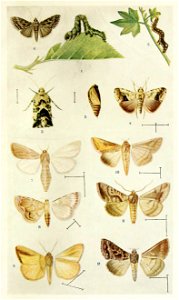 Picture from book Indian Insect Life: a Manual of the Insects of the Plains by Harold Maxwell-Lefroy.