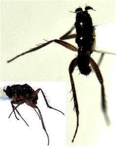 adult male Apterachalcus borboroides, body length about 1.2 mm