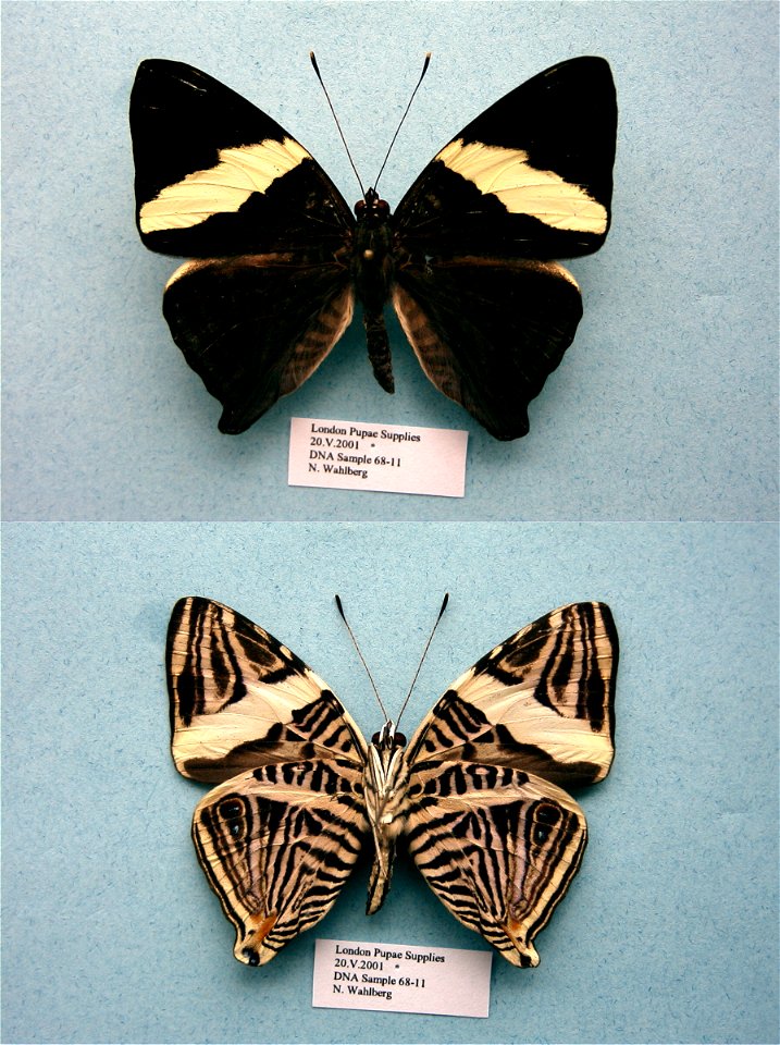 London Pupae Supplies.   MPE 2003, BJLS 2005, PRS 2005, PRS 2009, PRS 2012,  Exemplar,  <a href="http://nymphalidae.utu.fi/story.php?code=NW68-11" rel="nofollow">see in our database</a>