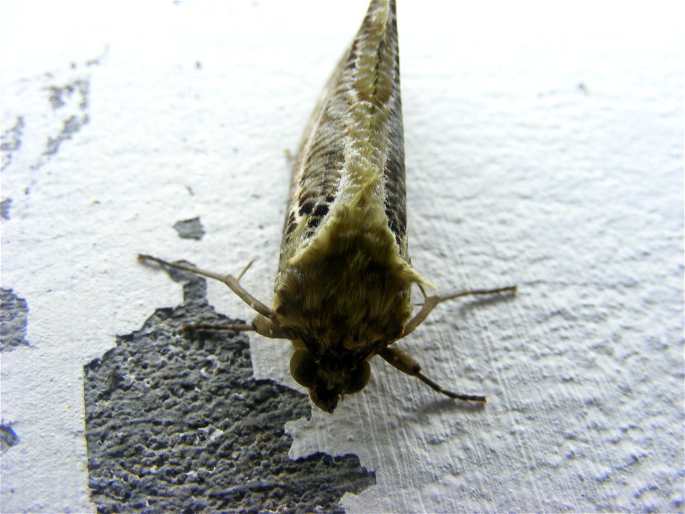 Eudocima materna, Noctuidae