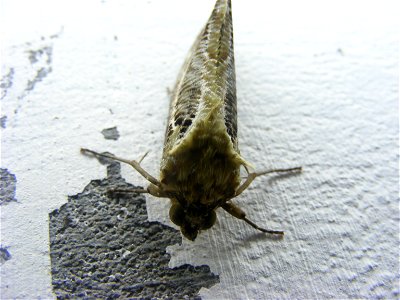 Eudocima materna, Noctuidae photo