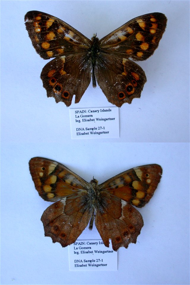 SPAIN.  La Gomera, N, Las Rosas, 700m,  Syst Ent 2006,  Exemplar, mark: GI27,  <a href="http://nymphalidae.utu.fi/story.php?code=EW27-1" rel="nofollow">see in our database</a>