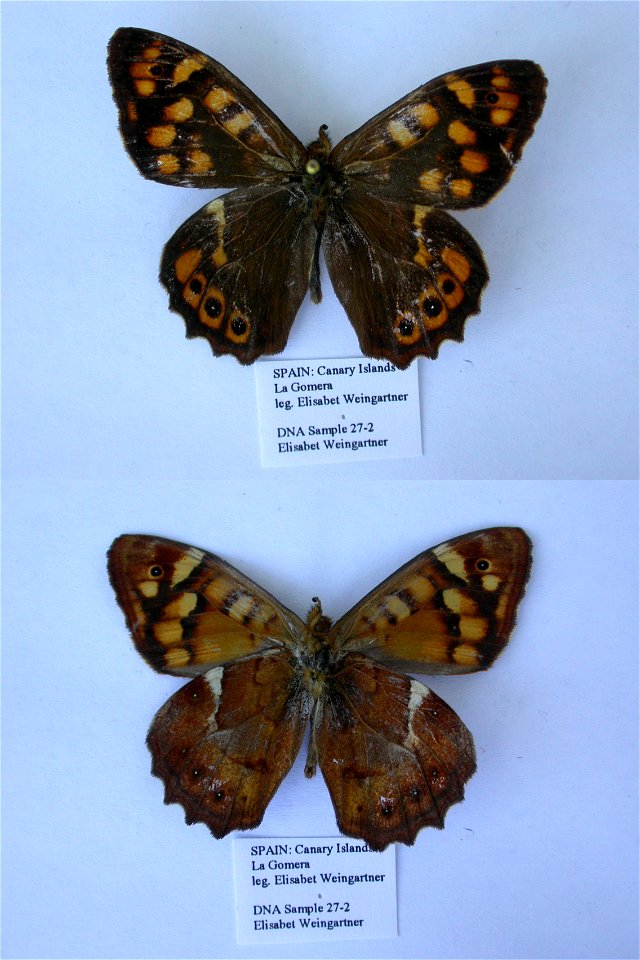 SPAIN.  La Gomera, N, Las Rosas, 700m,  Syst Ent 2006,  Exemplar, mark: GI27,  <a href="http://nymphalidae.utu.fi/story.php?code=EW27-2" rel="nofollow">see in our database</a>