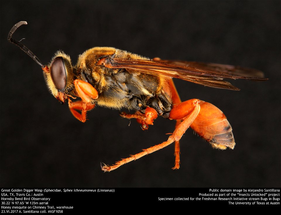 Great Golden Digger Wasp (Sphecidae, Sphex ichneumoneus (Linnaeus))
USA, TX, Travis Co.: Austin
Hornsby Bend Bird Observatory
30.22°N 97.65°W 135m aerial
Honey mesquite on Chimney Trail, warehouse

23