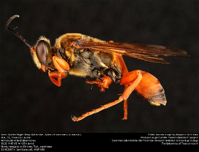 Great Golden Digger Wasp (Sphecidae, Sphex ichneumoneus (Linnaeus))
USA, TX, Travis Co.: Austin
Hornsby Bend Bird Observatory
30.22°N 97.65°W 135m aerial
Honey mesquite on Chimney Trail, warehouse

23