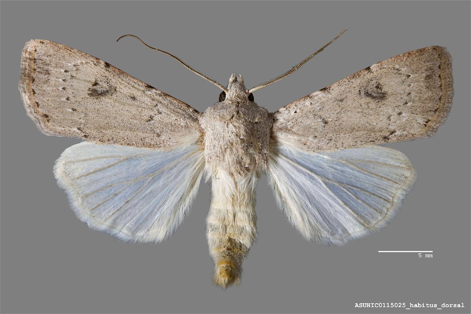 Arizona State University Hasbrouck Insect Collection Catalog #: ASUHIC0115025 Taxon: Agrotis vetusta (Walker) Family: Noctuidae Determiner: R. Leuschner (1991) Collector: Ronald S. Wielgus Date: 1990- photo