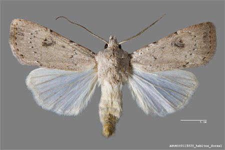 Arizona State University Hasbrouck Insect Collection Catalog #: ASUHIC0115025 Taxon: Agrotis vetusta (Walker) Family: Noctuidae Determiner: R. Leuschner (1991) Collector: Ronald S. Wielgus Date: 1990- photo