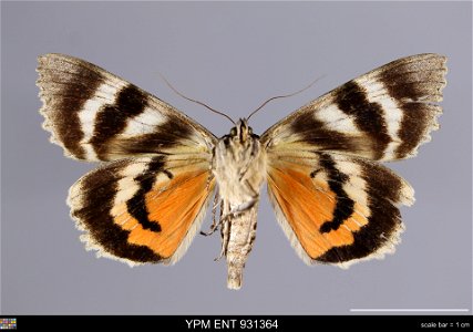 Yale Peabody Museum, Entomology Division Catalog #: YPM ENT 931364 Taxon: Catocala parta Guenee (ventral) Family: Erebidae Taxon Remarks: Animals and Plants: Invertebrates - Insects Collector: F. Rutk photo