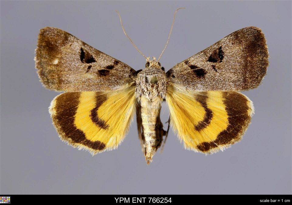 Yale Peabody Museum, Entomology Division
Catalog #: YPM ENT 766254
Taxon: Catocala whitneyi Dodge (dorsal)
Family: Erebidae
Taxon Remarks: Animals and Plants: Invertebrates - Insects
Collector: George