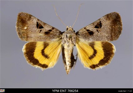 Yale Peabody Museum, Entomology Division Catalog #: YPM ENT 766254 Taxon: Catocala whitneyi Dodge (dorsal) Family: Erebidae Taxon Remarks: Animals and Plants: Invertebrates - Insects Collector: George photo