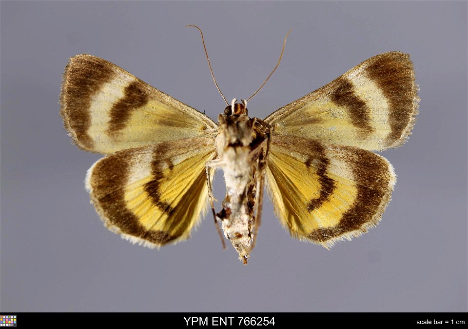 Yale Peabody Museum, Entomology Division
Catalog #: YPM ENT 766254
Taxon: Catocala whitneyi Dodge (ventral)
Family: Erebidae
Taxon Remarks: Animals and Plants: Invertebrates - Insects
Collector: Georg