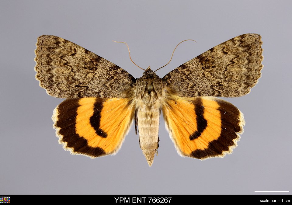 Yale Peabody Museum, Entomology Division Catalog #: YPM ENT 766267 Taxon: Catocala luciana Strecker (dorsal) Family: Erebidae Taxon Remarks: Animals and Plants: Invertebrates - Insects Locality: Unite photo