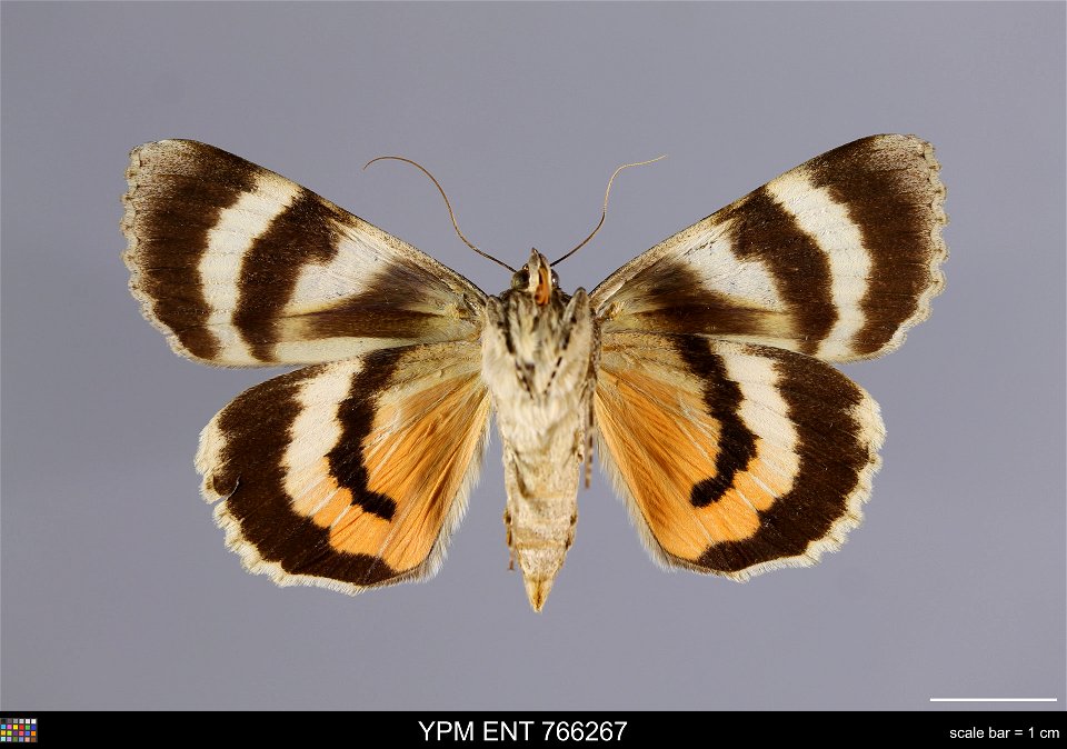 Yale Peabody Museum, Entomology Division
Catalog #: YPM ENT 766267
Taxon: Catocala luciana Strecker (ventral)
Family: Erebidae
Taxon Remarks: Animals and Plants: Invertebrates - Insects
Locality: Unit