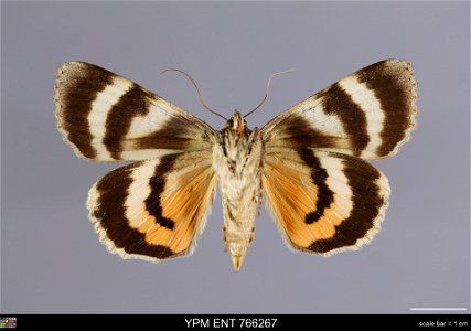 Yale Peabody Museum, Entomology Division Catalog #: YPM ENT 766267 Taxon: Catocala luciana Strecker (ventral) Family: Erebidae Taxon Remarks: Animals and Plants: Invertebrates - Insects Locality: Unit photo
