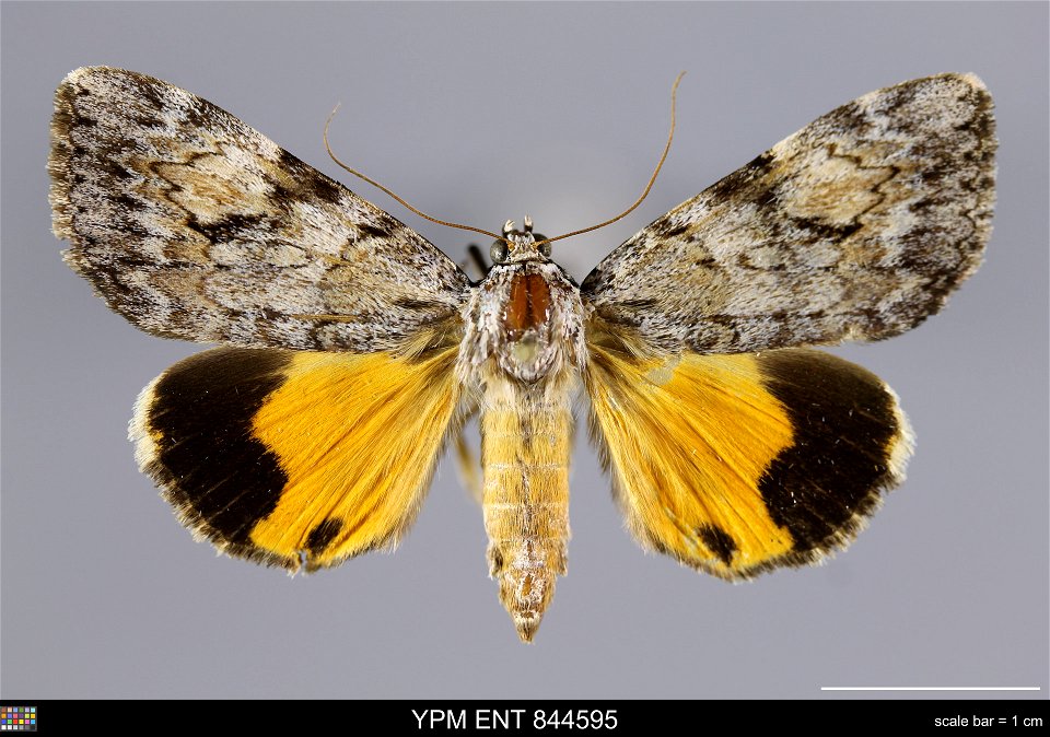 Yale Peabody Museum, Entomology Division
Catalog #: YPM ENT 844595
Taxon: Catocala amica (Hbn.) (dorsal)
Family: Erebidae
Taxon Remarks: Animals and Plants: Invertebrates - Insects
Collector: Dale F. 