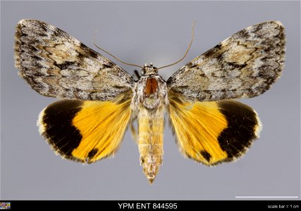 Yale Peabody Museum, Entomology Division Catalog #: YPM ENT 844595 Taxon: Catocala amica (Hbn.) (dorsal) Family: Erebidae Taxon Remarks: Animals and Plants: Invertebrates - Insects Collector: Dale F. photo