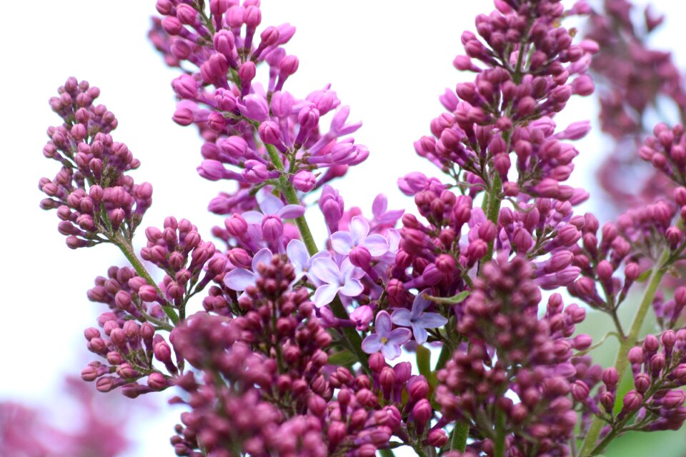 Flowers flowering purple
