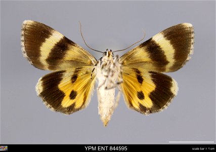 Yale Peabody Museum, Entomology Division Catalog #: YPM ENT 844595 Taxon: Catocala amica (Hbn.) (ventral) Family: Erebidae Taxon Remarks: Animals and Plants: Invertebrates - Insects Collector: Dale F. photo