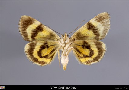 Yale Peabody Museum, Entomology Division
Catalog #: YPM ENT 864040
Taxon: Catocala blandula Hulst (ventral)
Family: Erebidae
Taxon Remarks: Animals and Plants: Invertebrates - Insects
Collector: Dale 