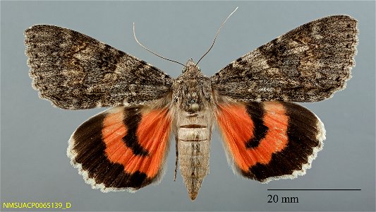 New Mexico State Collection of Arthropods Catalog #: NMSUACP0065139 Taxon: Catocala hermia Edwards, 1880 (dorsal) Family: Erebidae Determiner: R. Holland (2010) Collector: R. Holland, M. Romero Date: photo