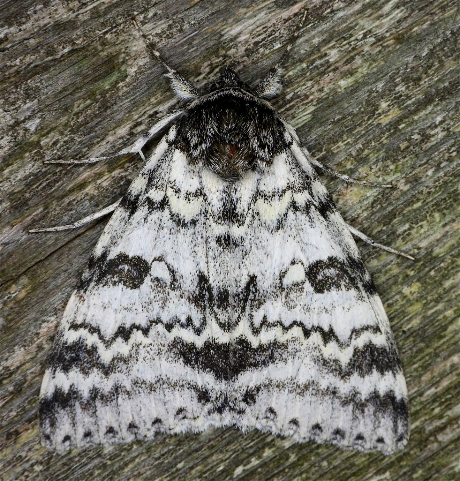 White Underwing (Catocala relicta)