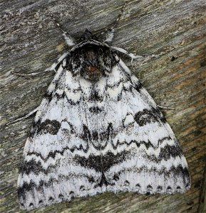 White Underwing (Catocala relicta)