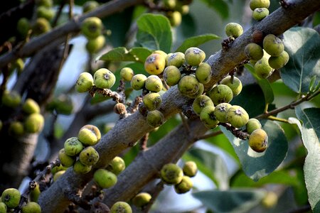 Summer vitamins plant