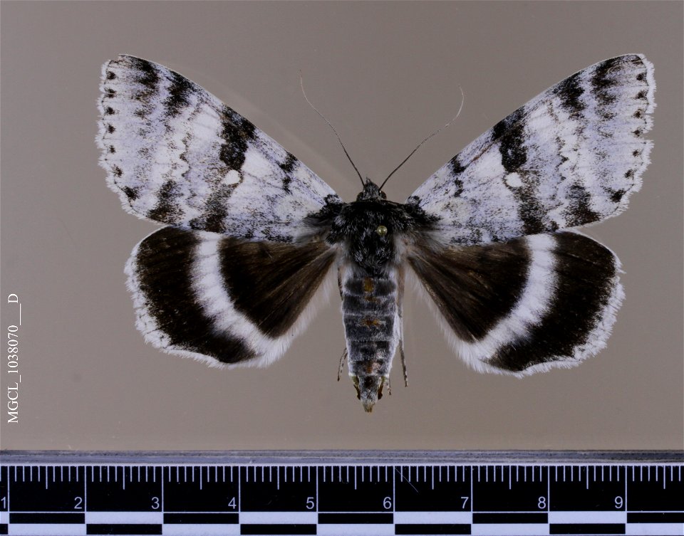 Florida Museum of Natural History, McGuire Center for Lepidoptera and Biodiversity
Catalog #: MGCL_1038070
Taxon: Catocala relicta Walker, [1858]

Family: Erebidae