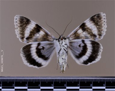 Florida Museum of Natural History, McGuire Center for Lepidoptera and Biodiversity Catalog #: MGCL_1038070 Taxon: Catocala relicta Walker, [1858] (ventral) Family: Erebidae photo