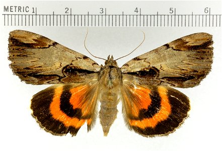 Adult moth. photo