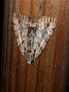 Praeclara Underwing Moth (Catocala praeclara)