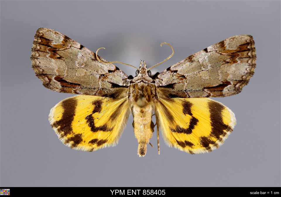 Yale Peabody Museum, Entomology Division
Catalog #: YPM ENT 858405
Taxon: Catocala praeclara Gr. & Rob. (dorsal)
Family: Erebidae
Taxon Remarks: Animals and Plants: Invertebrates - Insects
Collect