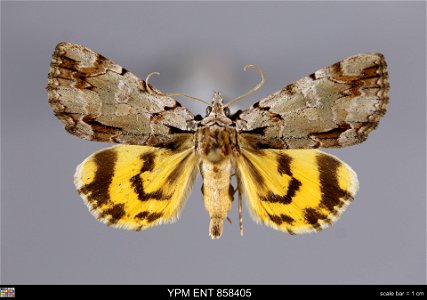 Yale Peabody Museum, Entomology Division Catalog #: YPM ENT 858405 Taxon: Catocala praeclara Gr. & Rob. (dorsal) Family: Erebidae Taxon Remarks: Animals and Plants: Invertebrates - Insects Collect photo