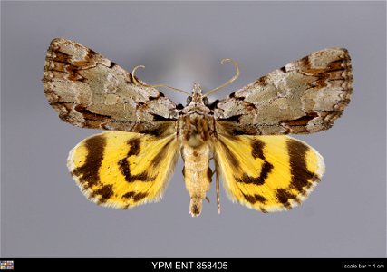 Yale Peabody Museum, Entomology Division
Catalog #: YPM ENT 858405
Taxon: Catocala praeclara Gr. & Rob. (dorsal)
Family: Erebidae
Taxon Remarks: Animals and Plants: Invertebrates - Insects
Collect