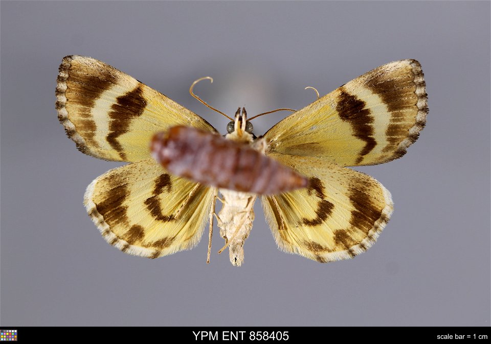 Yale Peabody Museum, Entomology Division
Catalog #: YPM ENT 858405
Taxon: Catocala praeclara Gr. & Rob. (ventral)
Family: Erebidae
Taxon Remarks: Animals and Plants: Invertebrates - Insects
Collec